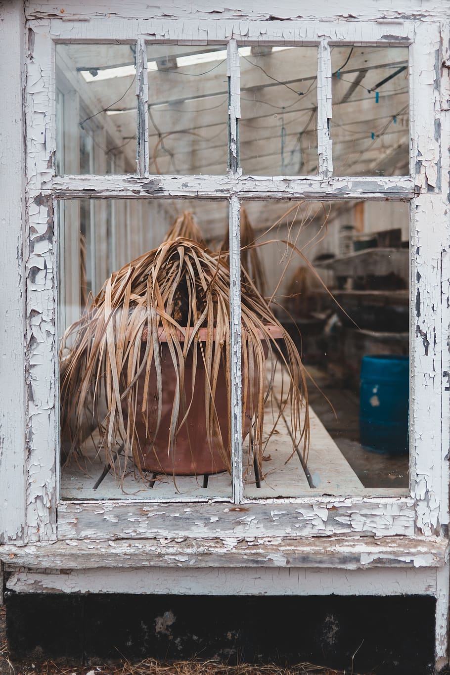 closed window with planter, animal, bird, wood, door, demolition, HD wallpaper