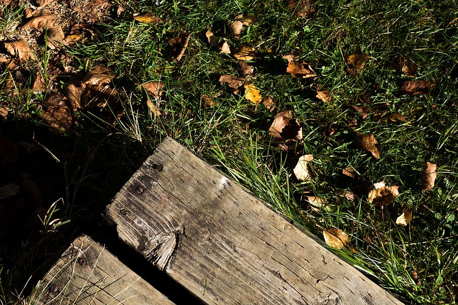 green, grass, automne, tree, leaf, wood, plant, wood - material HD wallpaper