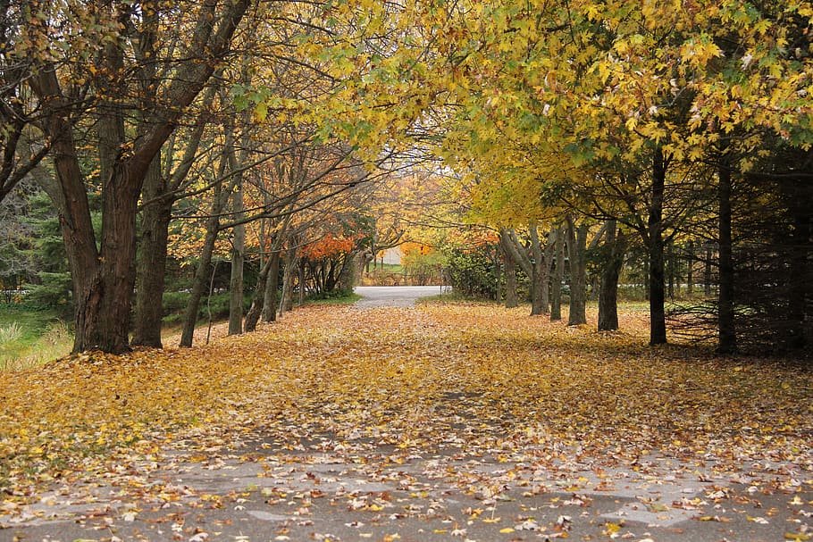 canada, uxbridge, autumn, tree, change, plant, plant part, leaf HD wallpaper