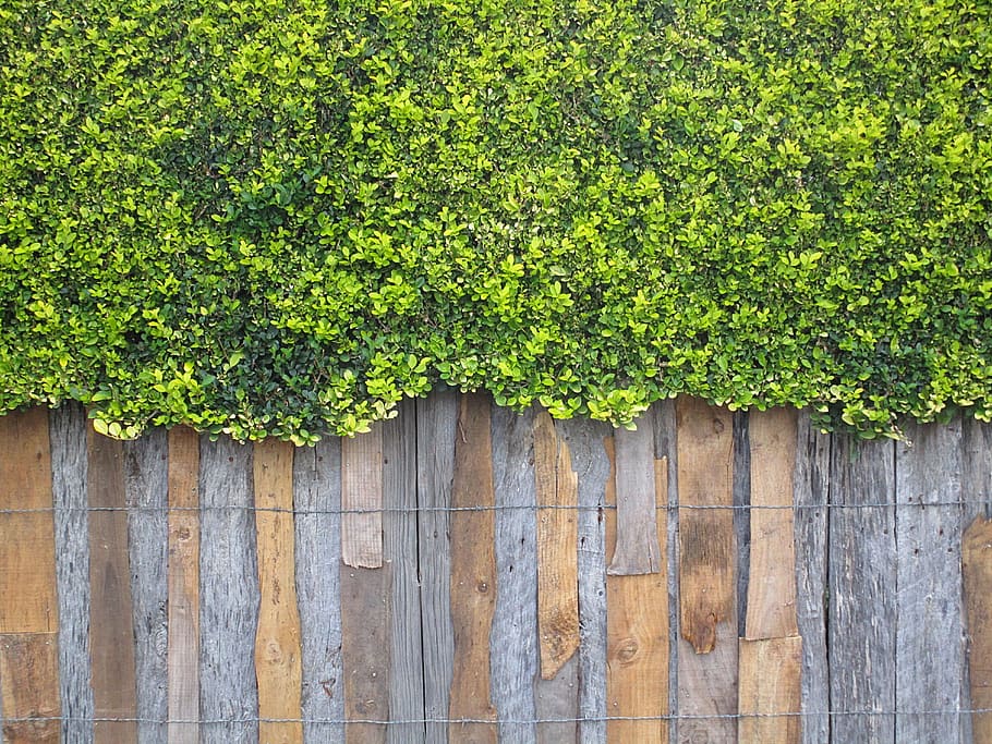 wall, plant, table, rustic, green color, growth, day, architecture HD wallpaper