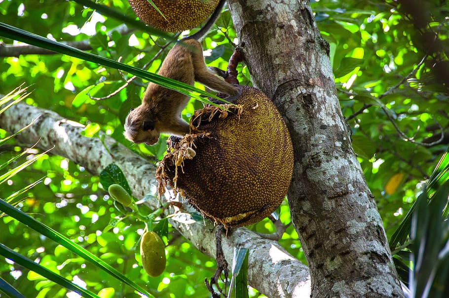 jackfruit, tropical, tree, food, delicious, healthy, asian HD wallpaper