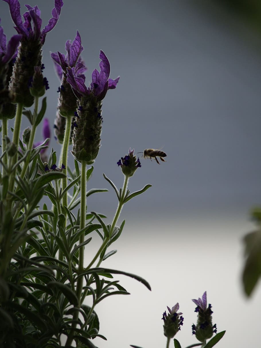 bee, in flight, lavender, plant, flower, flowering plant, growth HD wallpaper