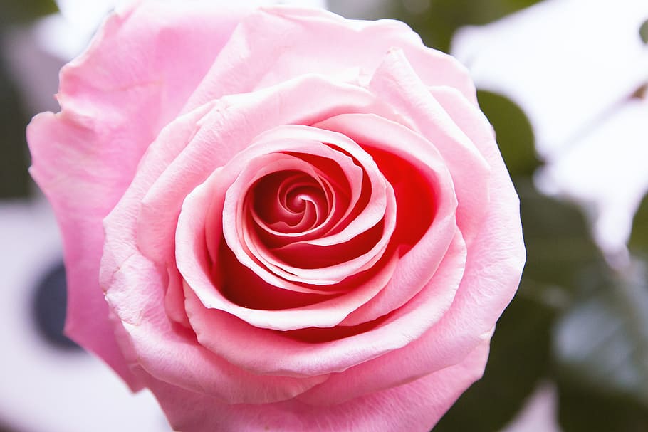 Detail of beautiful pink roses of love, flower, rose - flower HD wallpaper
