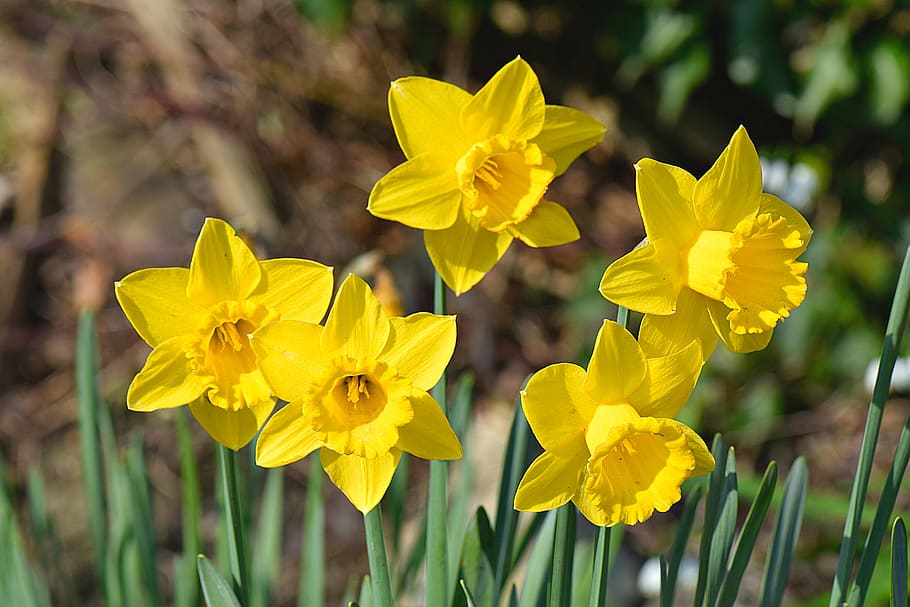 daffodil, flowers, spring, bloom, garden, blossom, plant, yellow HD wallpaper