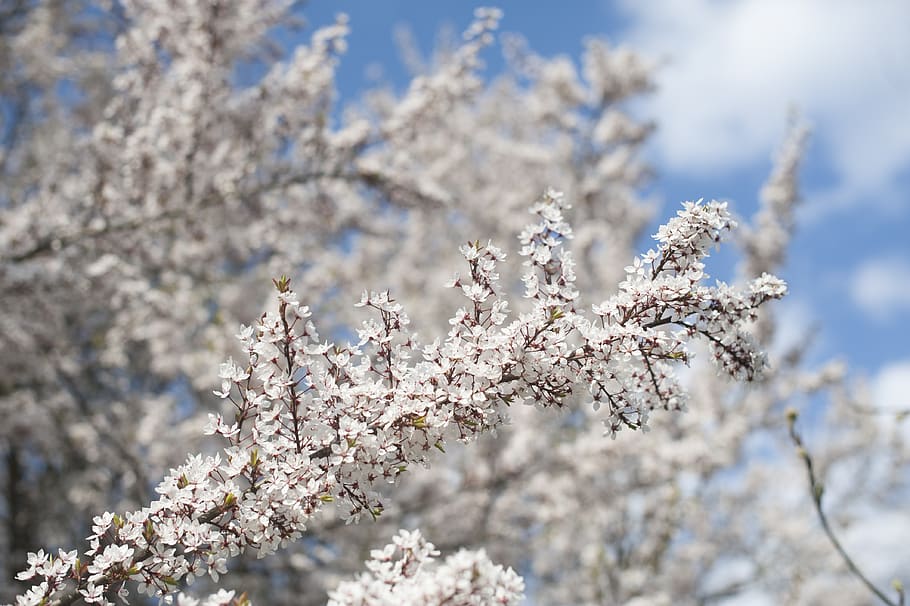 spring, tree, blossom, flowers, nature, garden, white, plant HD wallpaper