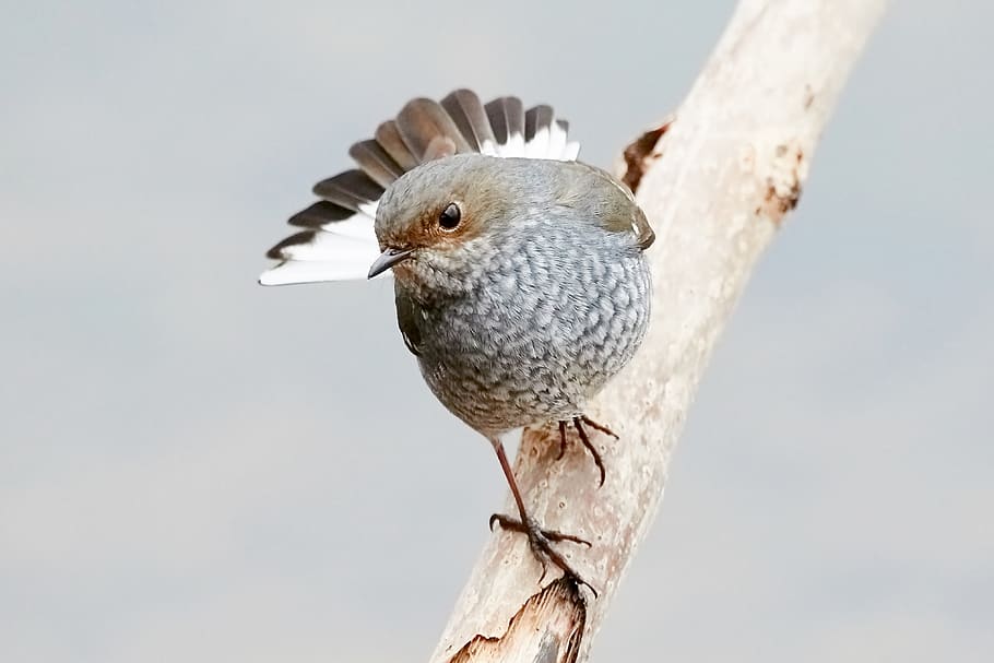 bird perched on tree branch, animal themes, vertebrate, animal wildlife HD wallpaper