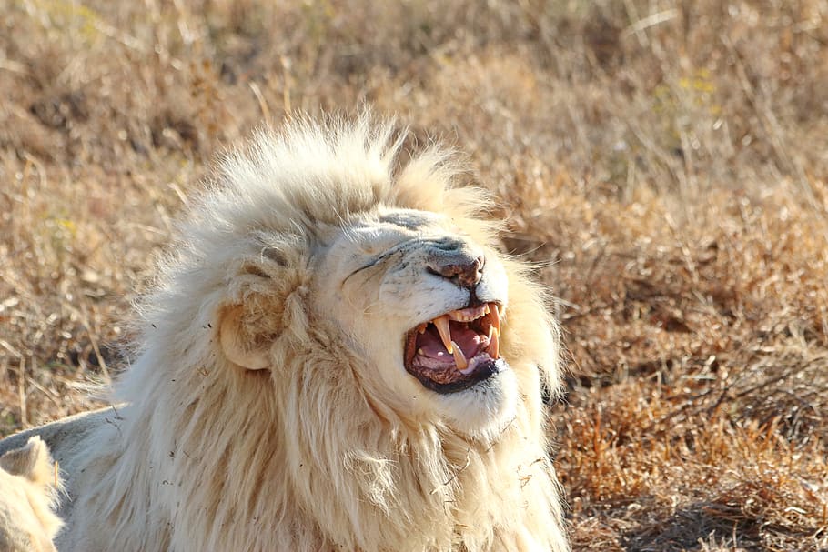 white lion, male lion, males, mane, big cat, predator, animal, HD wallpaper