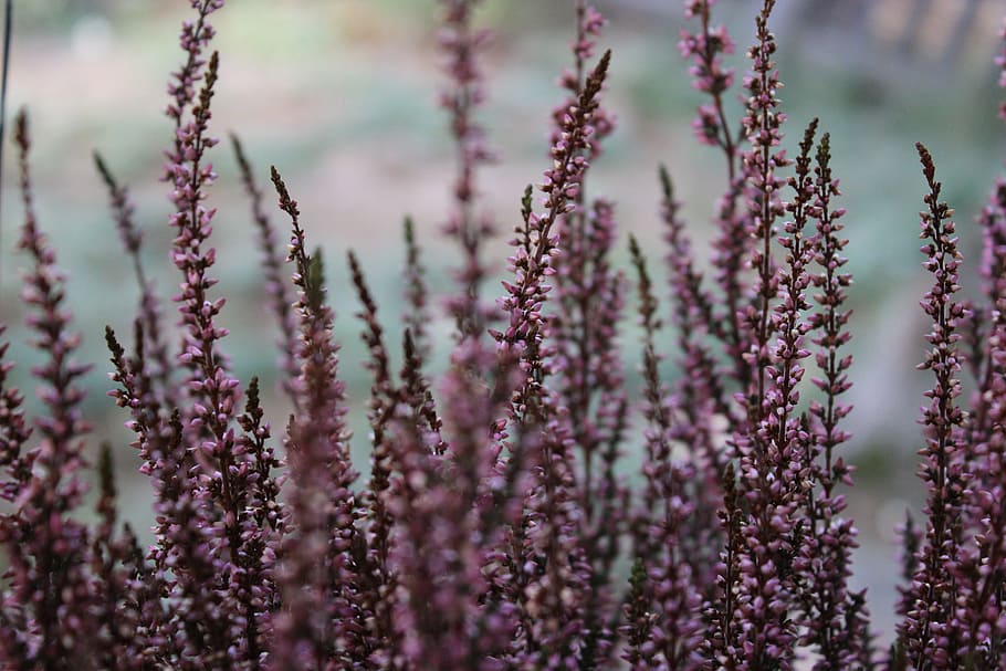 Selective Focus Photography Of Purple Flower Buds, aromatic, bloom HD wallpaper