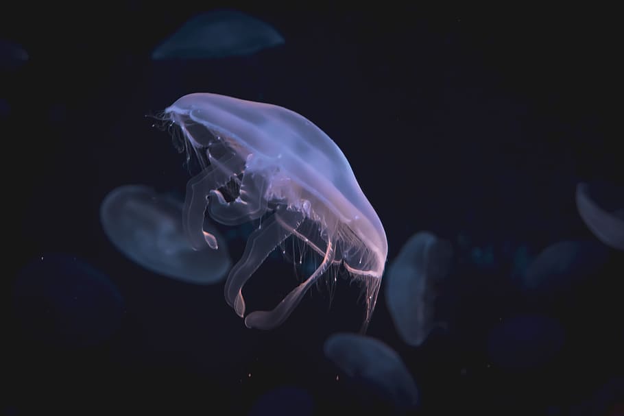 moon jellyfish digital wallpaper, water, abstract, aquarium, underwater, HD wallpaper