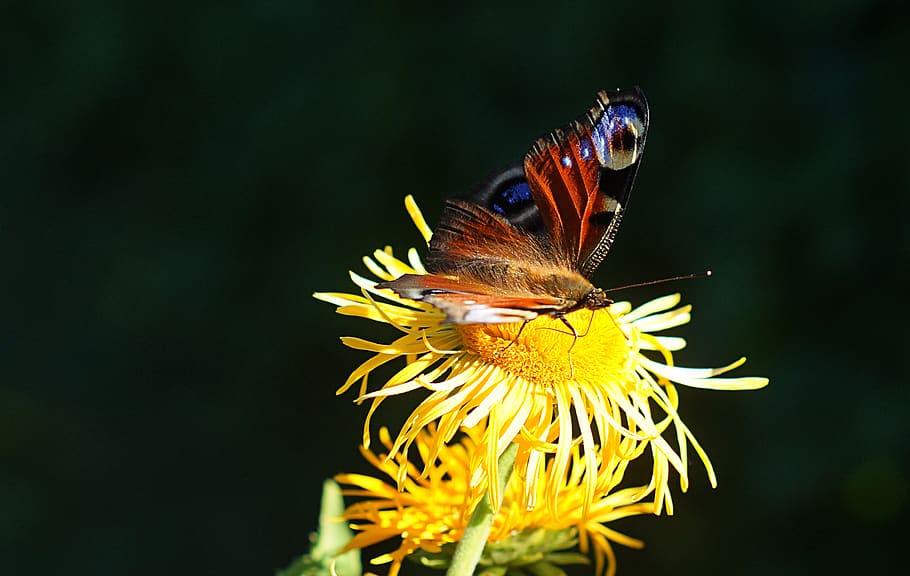 butterfly, sunflower, close up, garden, insect, animal world, HD wallpaper