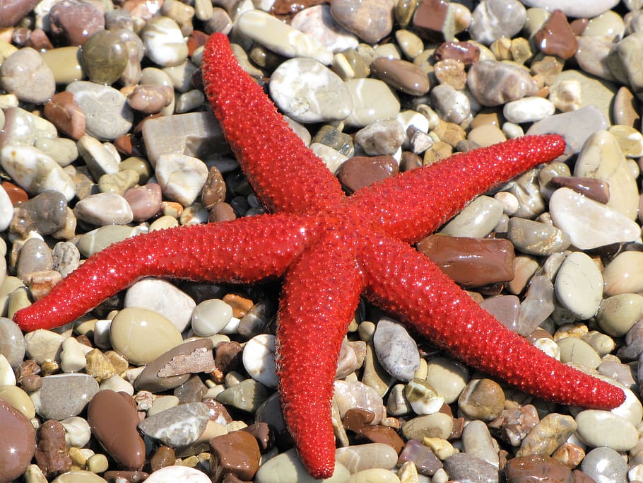 starfish, solid, rock, stone - object, animals in the wild HD wallpaper