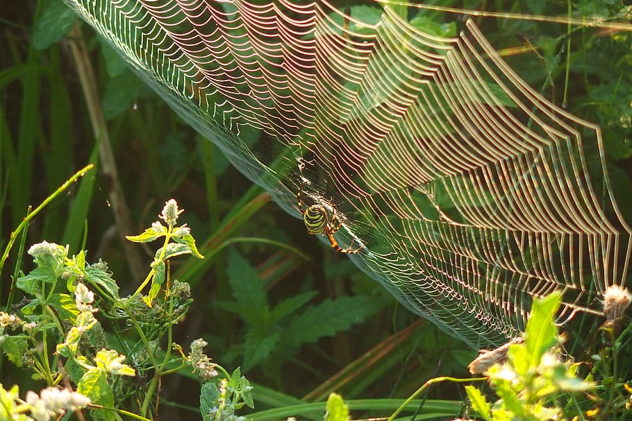 spider, cobweb, green, nature, cobwebs, the environment, arachnid HD wallpaper
