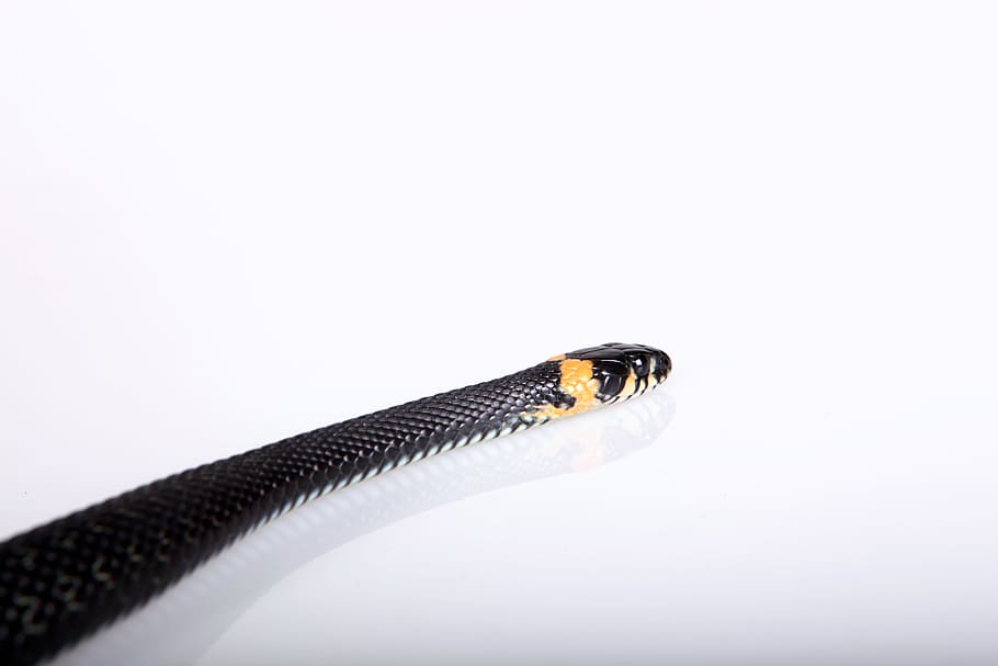 snake, slither, animal, black, cold, blooded, cunning, danger, HD wallpaper