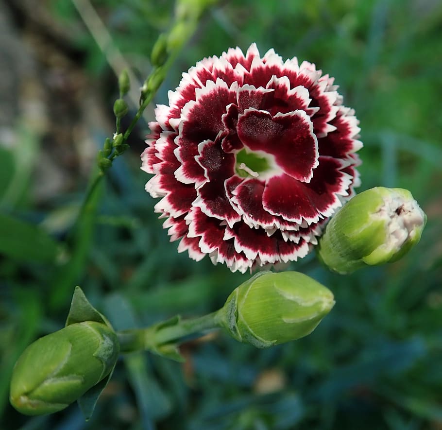 flower, carnation, perfume, garden, nature, plant, freshness HD wallpaper