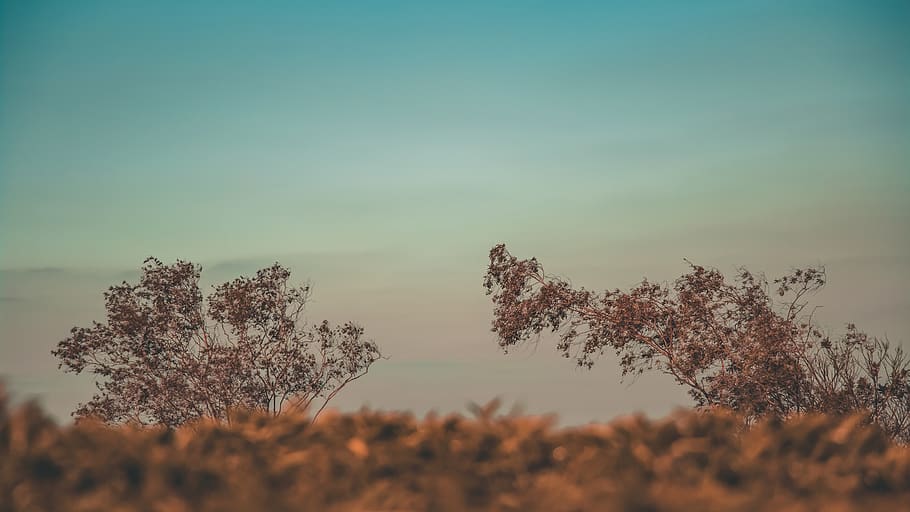 Green Leaf Plant, blur, clouds, colors, landscape, trees, sky HD wallpaper