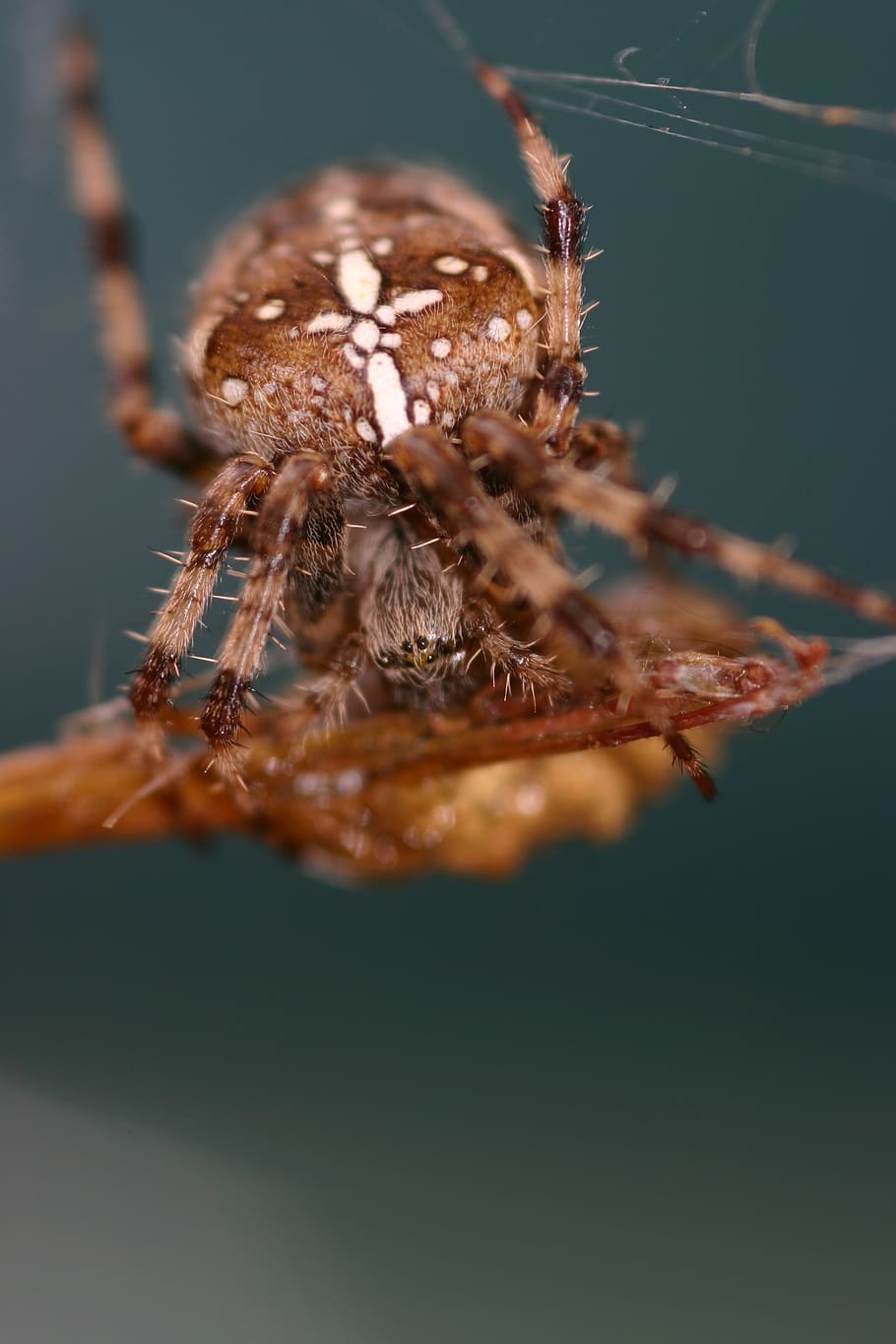spider, arachnid, arthropod, one animal, close-up, animals in the wild HD wallpaper