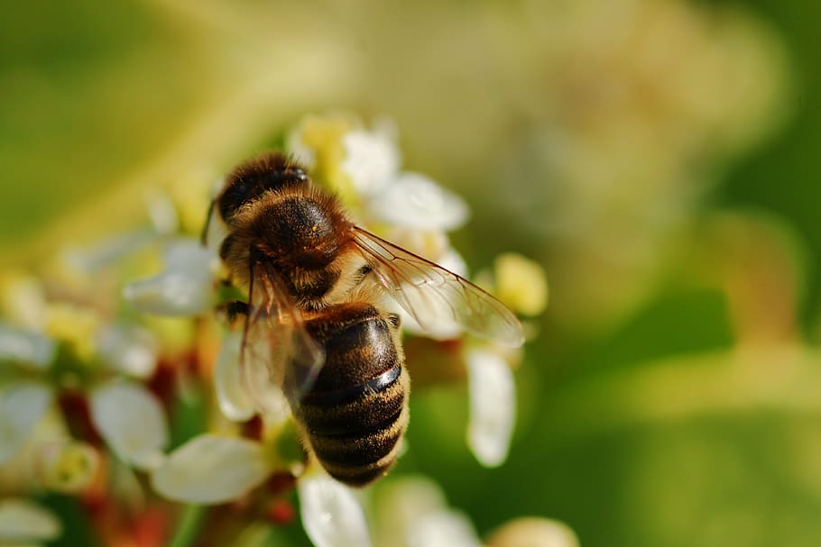bee, always, close up, nature, macro, blossom, bloom, insect HD wallpaper