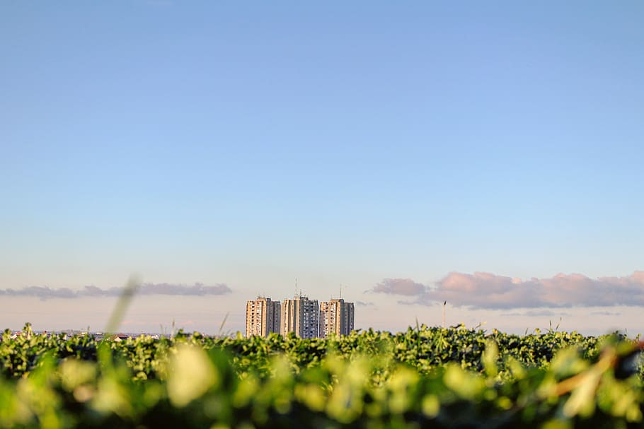 concrete building under blue sky, plant, building exterior, built structure HD wallpaper