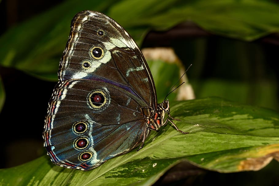 insect, invertebrate, animal wing, animal themes, plant part HD wallpaper