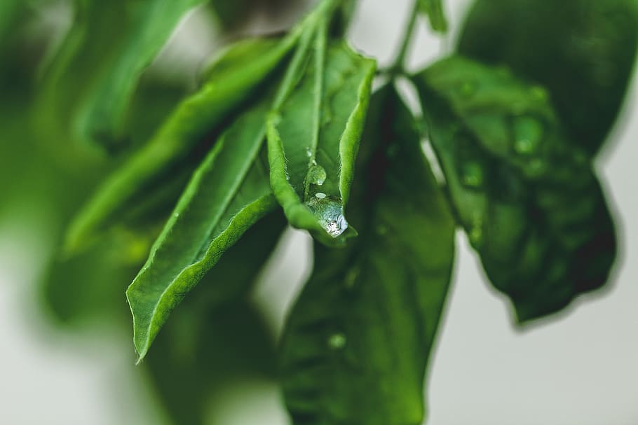 germany, lich, eberstadt, macro, green, drop, focus, plant HD wallpaper
