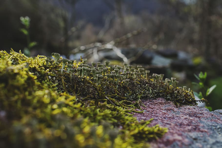 forest, tiny, plant, growth, selective focus, no people, green color HD wallpaper