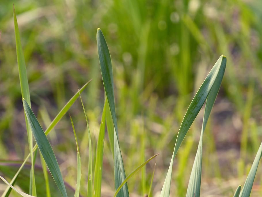 grass, spring, green, young, meadow, flora, nature, greens HD wallpaper