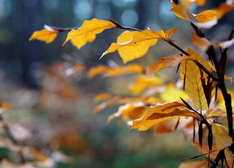 trees, nature, leaf, forest, autumn, plant part, close-up, change HD wallpaper