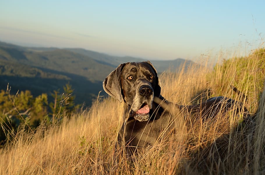 great dane, watches, autumn, one animal, dog, canine, pets, HD wallpaper