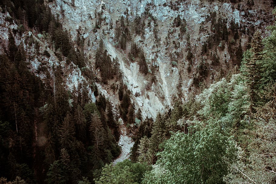 green tree on mountain, forest, nature, landscape, wilderness HD wallpaper