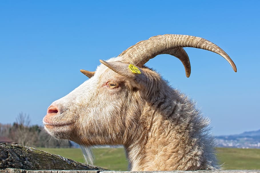 HD wallpaper: goat, bock, billy goat, horns, horned, goat buck, goat's head  | Wallpaper Flare