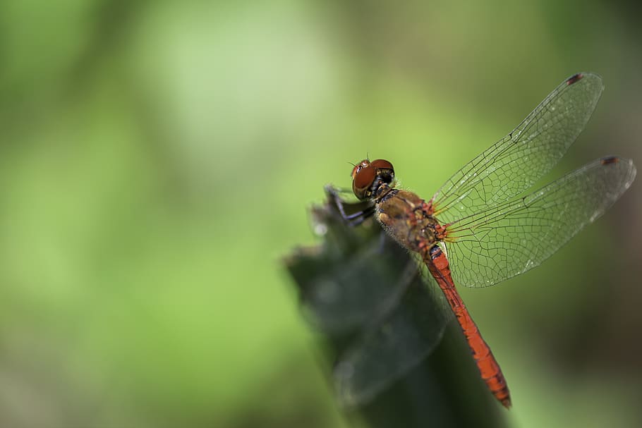 macro, insect, insects, nature, summer, green, invertebrate HD wallpaper
