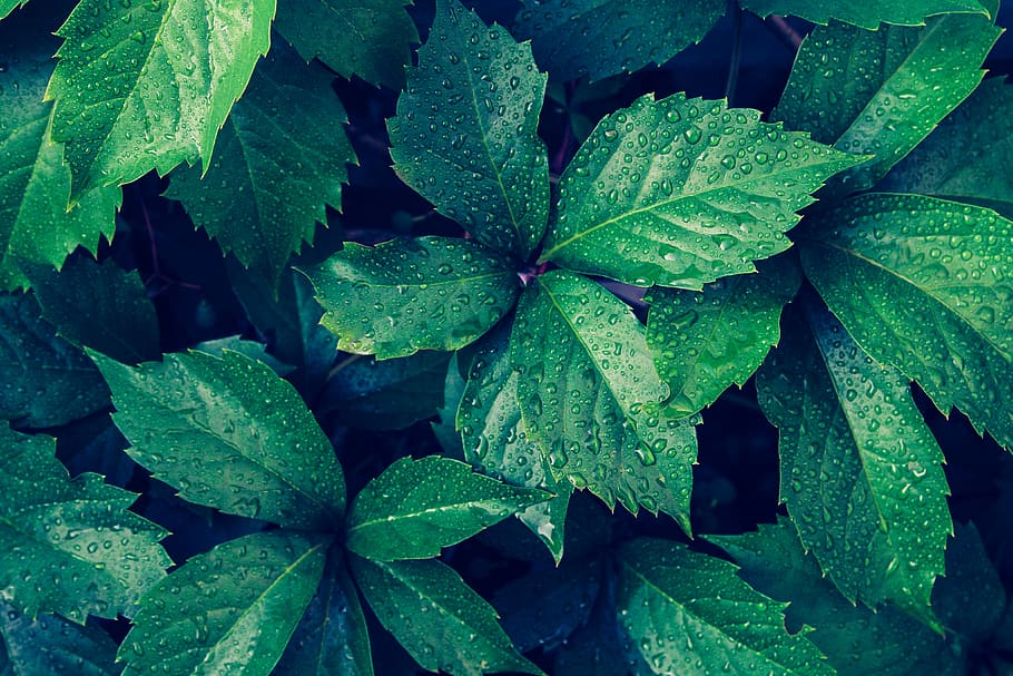 green, leaves, leaf, summer, drop, drops, water, wet leaves HD wallpaper