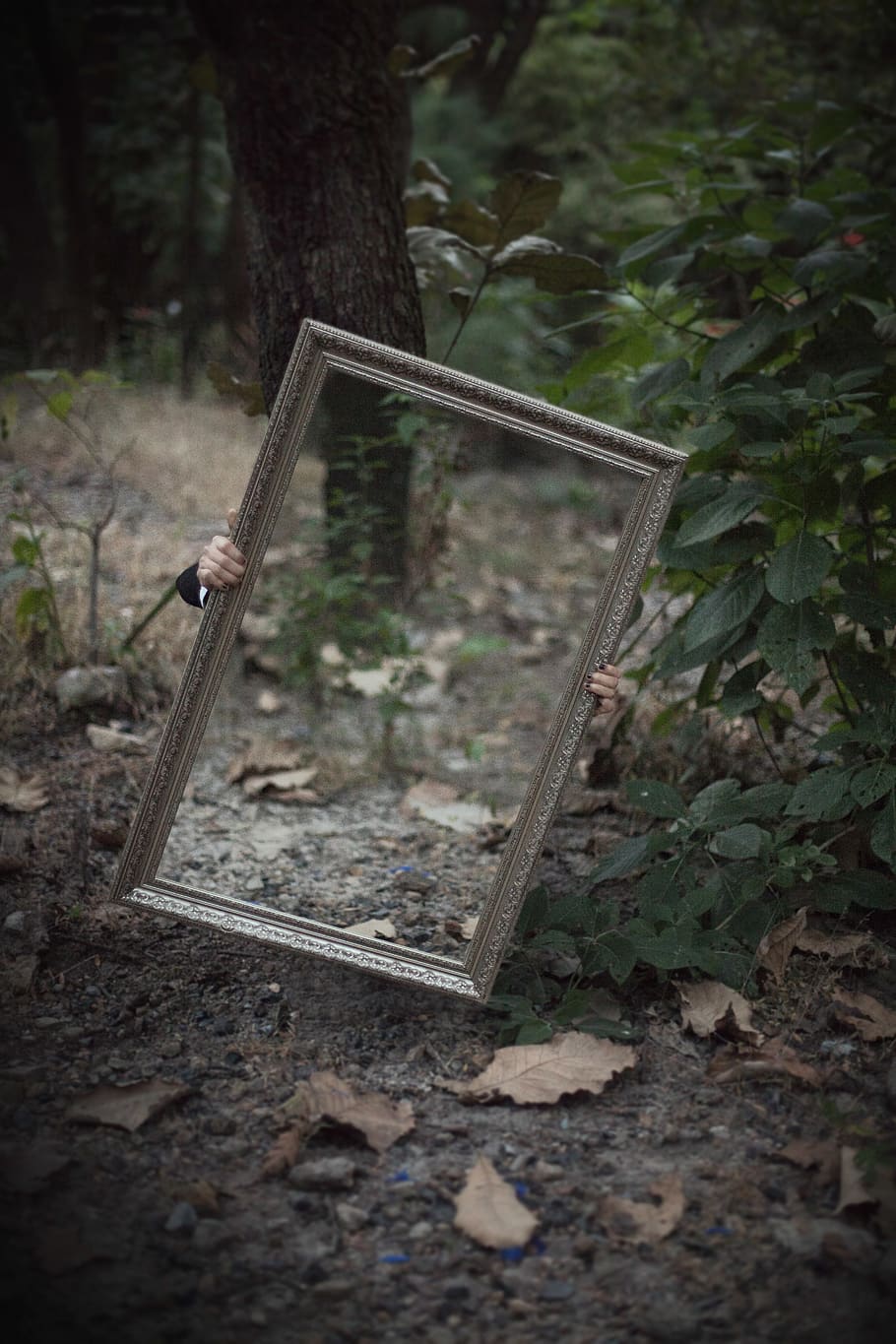 Rectangular Wooden Frame Mirror, forest, reflection, woods, land