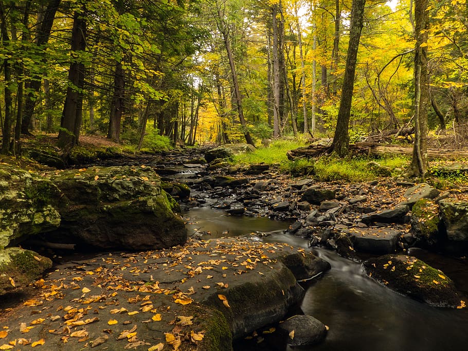 Brook at George W. Childs Recreation Site. Dingmans Ferry, PA., HD wallpaper