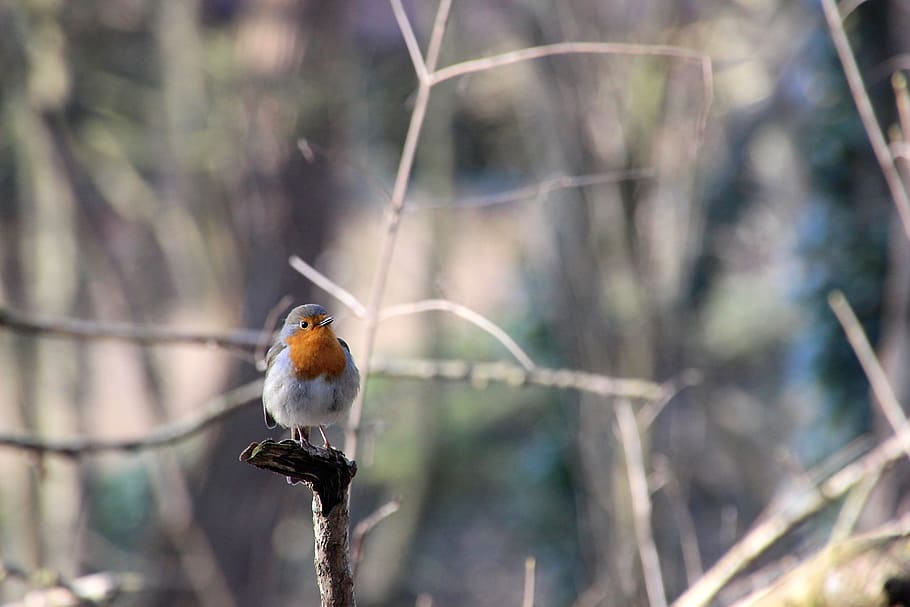 robin, bird, winter, nature, vertebrate, animal wildlife, one animal HD wallpaper