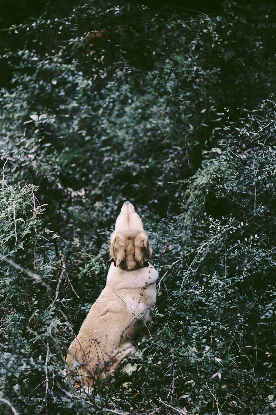 short-coated beige dog on grass field, mammal, pet, canine, animal