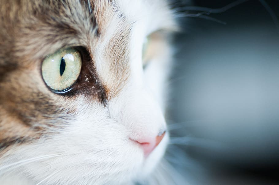 Green Cat Eyes Photo, Animals, Cats, Pets, animal themes, mammal HD wallpaper