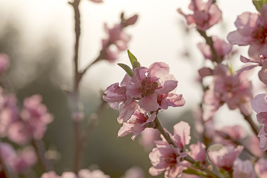 tree, blossom, flowering, summer, peach tree, pink colour, watercolor, HD wallpaper