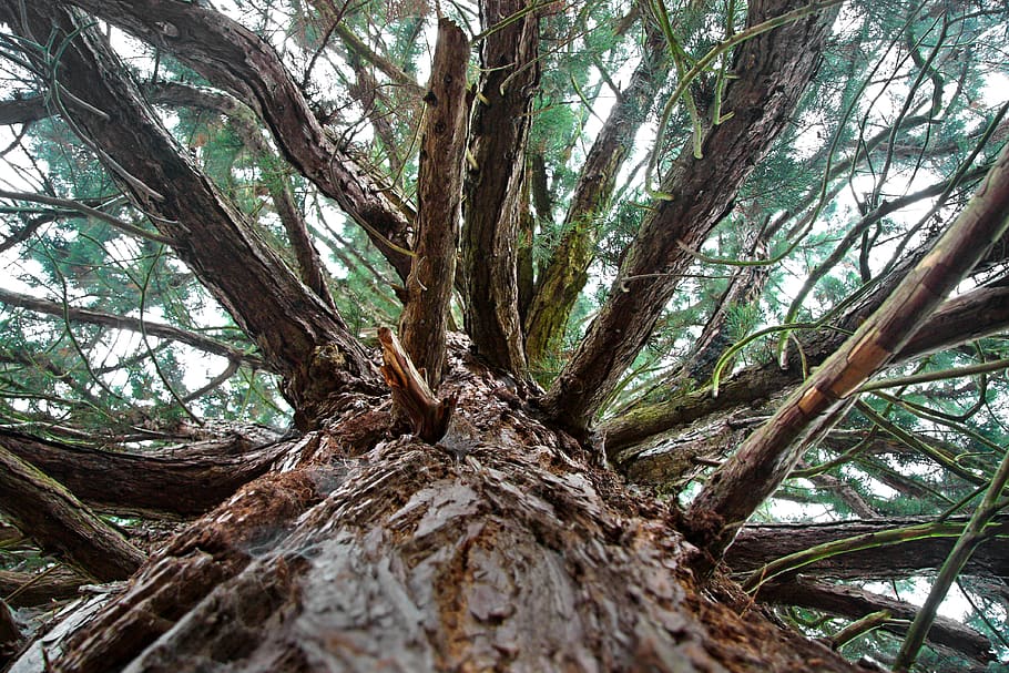 tree, forrest, trunk, tree trunk, plant, growth, branch, land HD wallpaper