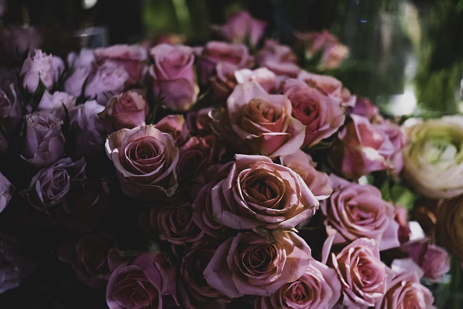 pink rose flowers, flowering plant, beauty in nature, fragility HD wallpaper