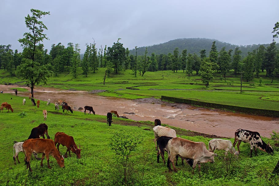 india, saputara, landscape, nature, beauty, forest, rain, green, HD wallpaper
