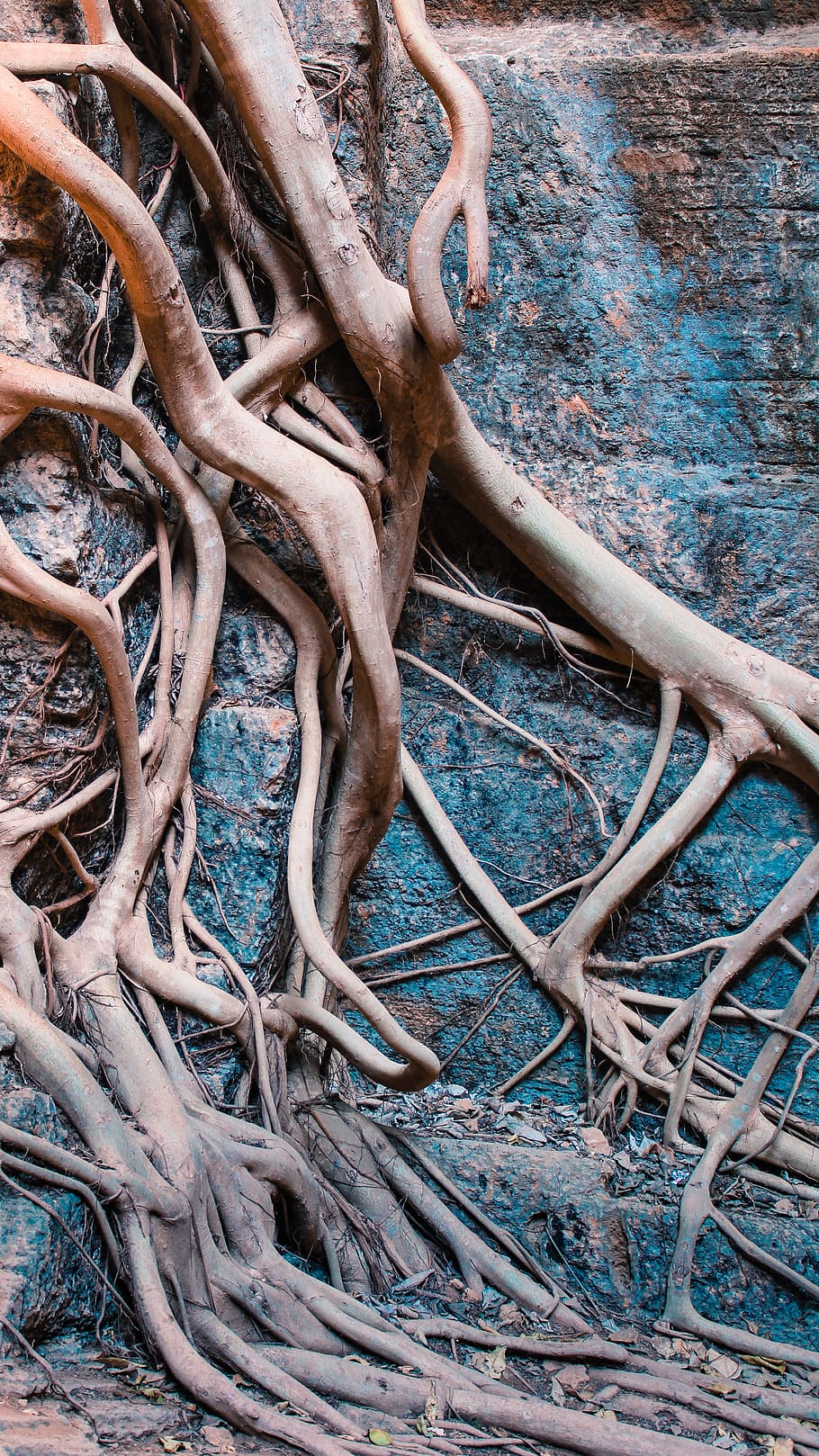 high angle view, no people, day, tree, nature, metal, plant HD wallpaper