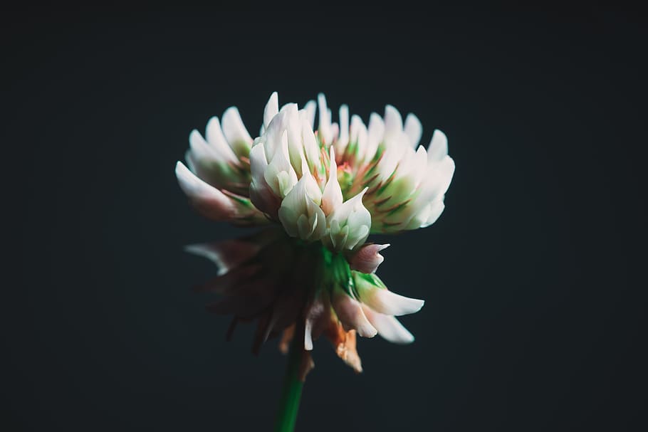 white flower in bloom, plant, sprout, bud, blossom, petal, nature HD wallpaper