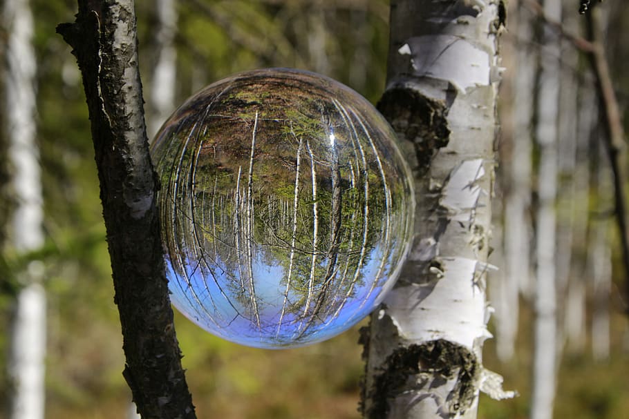 birch forest, glass ball photography, white, mirroring, reflection