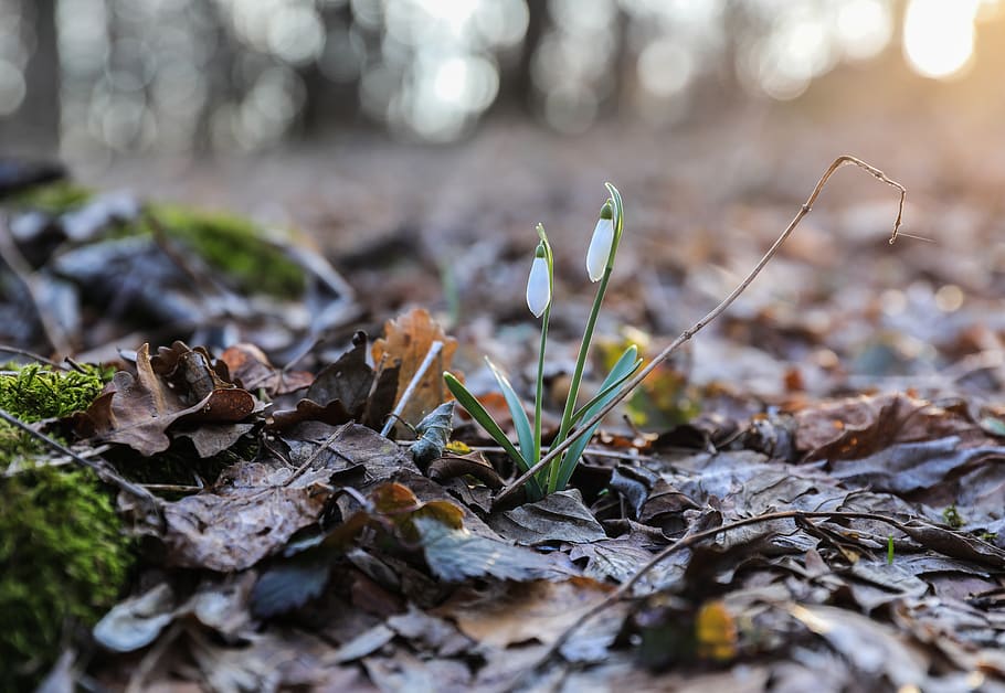 snowdrop, flower, white, spring, nature, forest, backlight HD wallpaper