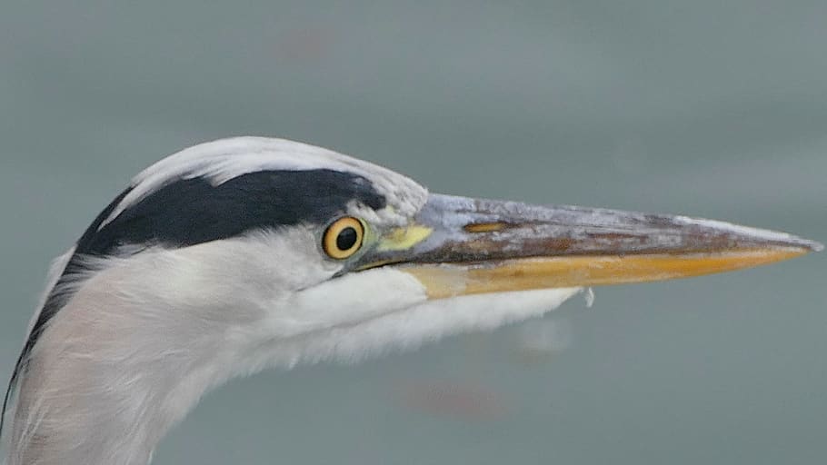nature, birds, animal, animal themes, animal wildlife, animals in the wild HD wallpaper
