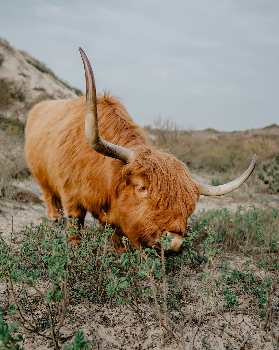 brown yak during daytime, bull, animal, mammal, the hague, longhorn HD wallpaper