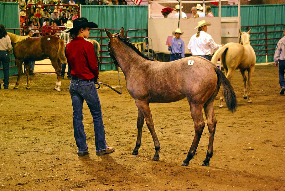 montana horse auction horse filly colt