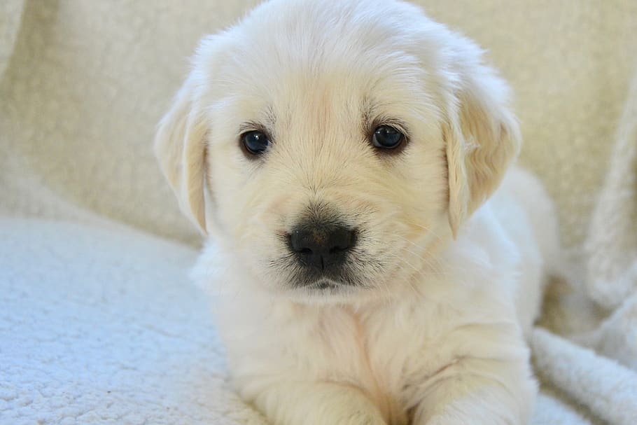 dog, golden retriever puppy, animal, companion, white coat, HD wallpaper