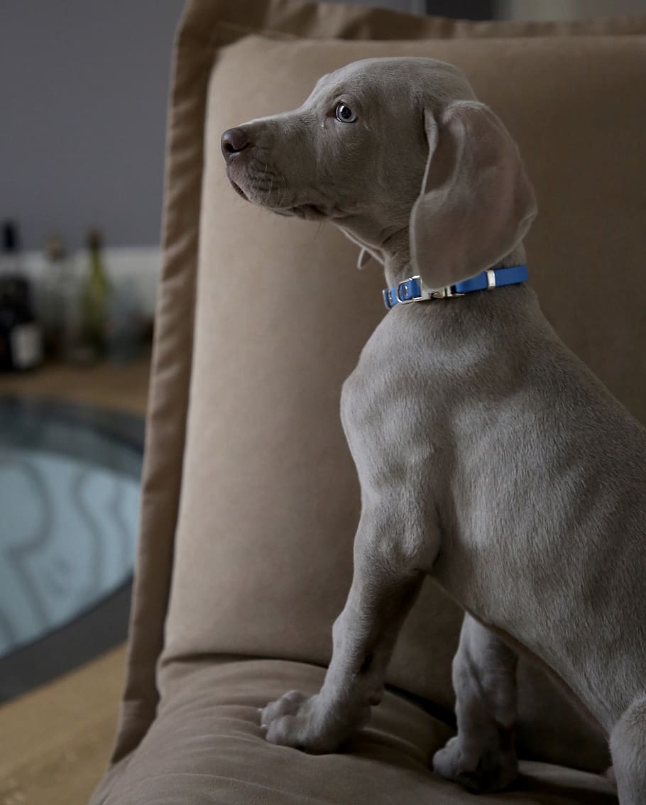 silver dog on sofa, canine, pets, domestic, mammal, domestic animals HD wallpaper